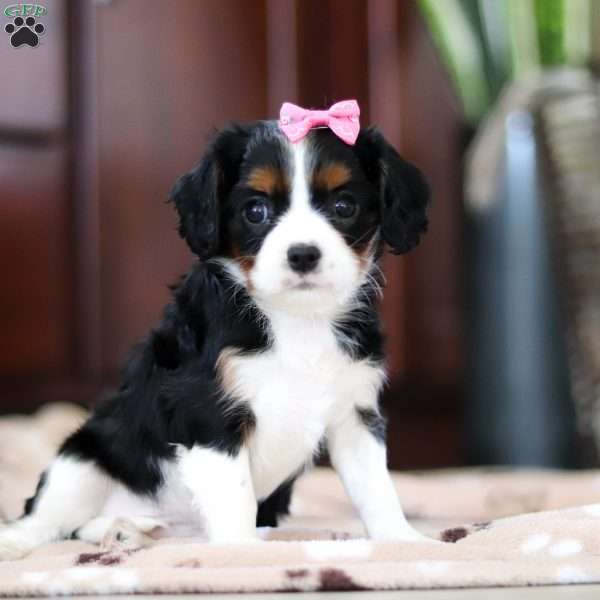 Lulu, Cavalier King Charles Spaniel Puppy